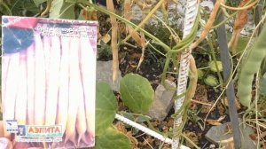 Фасоль с овощами в микроволновке.