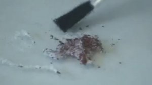 Бертолетова соль и красный фосфор