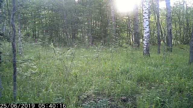 ЖИВОТНЫЕ В ЛЕСУ СНЯТЫЕ ФОТОЛОВУШКОЙ смотреть онлайн