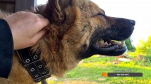 Yoll's добрый stream из Совиного дола. Опять пыль не вытерли