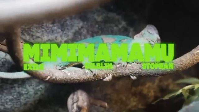 1 ЧАС EXILE, STOPBAN, DILBLIN -MiMiMaMaMu (Бебра 2) + КЛИП ? смотреть онлайн