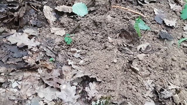 И снова лес продолжает нас радовать и огорчать! Нашёл крест из бронзы и СЕРЕБРО! Коп 2022. смотреть онлайн