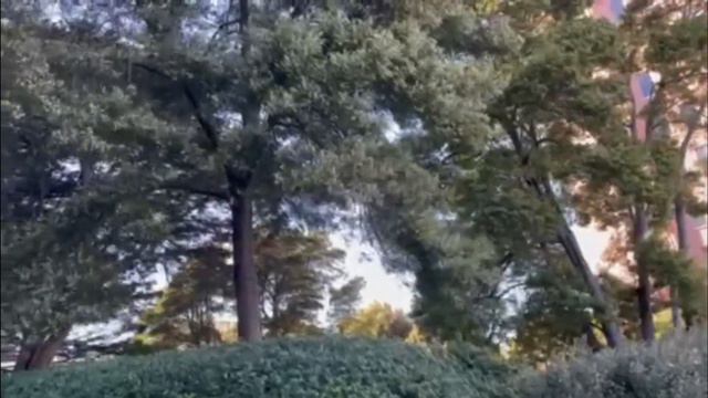 【Acacia - Koala can eat mimosa? 】mysteries of calling a tree with different names in Japan and Ital смотреть онлайн