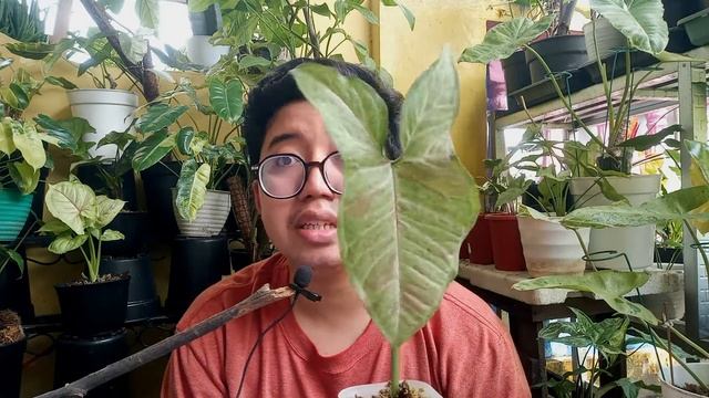 UNBOXING SYNGONIUM CONFETTI #syngonium