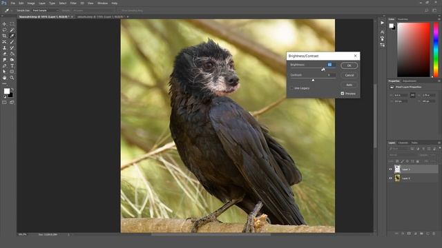 Crowdog! - Funny Photoshops #23 смотреть онлайн
