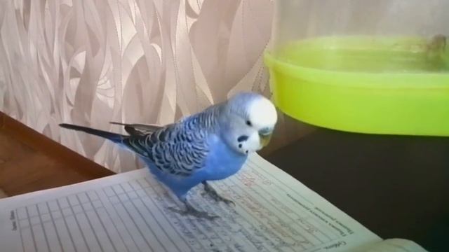 Попугай родитель он смотрит дневник