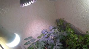 Выращивание овощей и зелени в квартире зимой. Огород в январе 2021