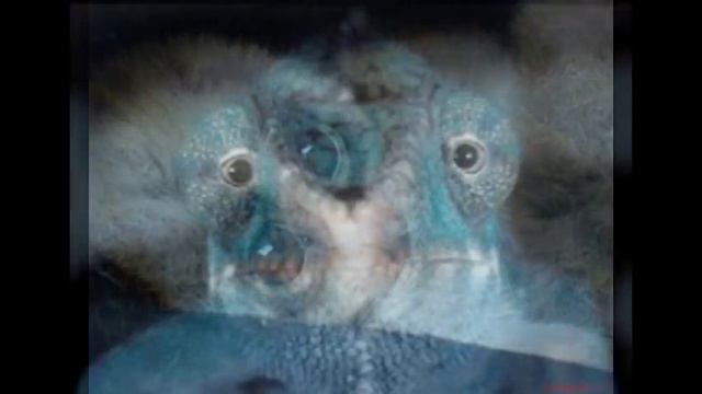 Экзотические птички и другие животные смотреть онлайн