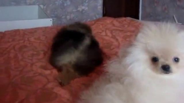 Помераночка, соболь смотреть онлайн