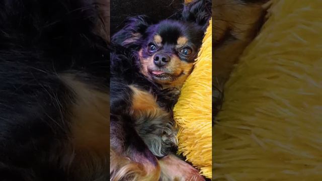 Тоша засыпает. Той-терьер дремлет