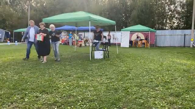 Запись видеотрансляции с Моно Новошотландских ретриверов в Ярославле 14.08.2021 смотреть онлайн