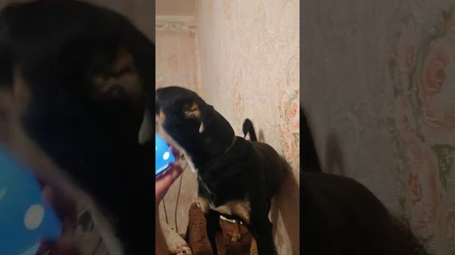 Той-терьер смотреть онлайн