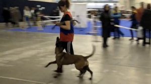 Анна Усенко - дрессировка малинуа на выставке собак.