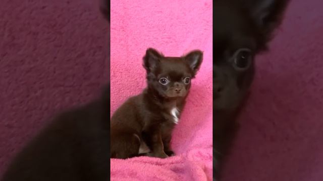 Девочка чихуахуа длинношерстная шоколадочка смотреть онлайн