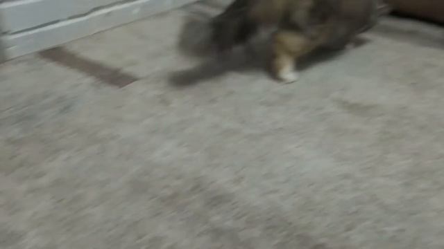 Игрушки для кошек/ Метиска выбирает мячик с хвостиком\ Смешное видео с кошками смотреть онлайн