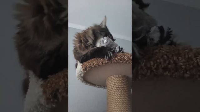 МЕЙН-КУН МАКСЮНЯ РАЗЫГРАЛСЯ С МЫШКОЙ😻🥰 смотреть онлайн