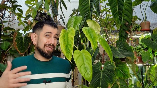 Philodendron Tenue Review |  2 Years Later | Sometimes also called Philodendron 'Jesus Marie'