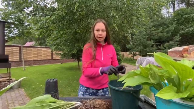 Размножение хост делением куста. смотреть онлайн