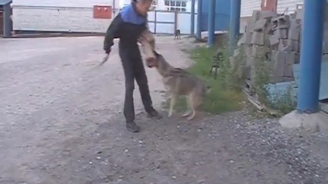 Продажа немецкой овчарки. Защитная дрессировка, начало. Питомник Альфа К9 смотреть онлайн