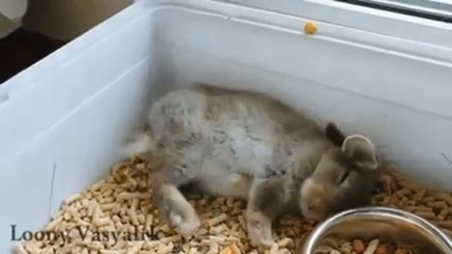 Как засыпает кролик смотреть онлайн