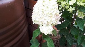 Гортензия метельчатая Вайтлайт/White light,  Колорфул Коктейль,   Пинклайт, Брайтлайт, Панфлора