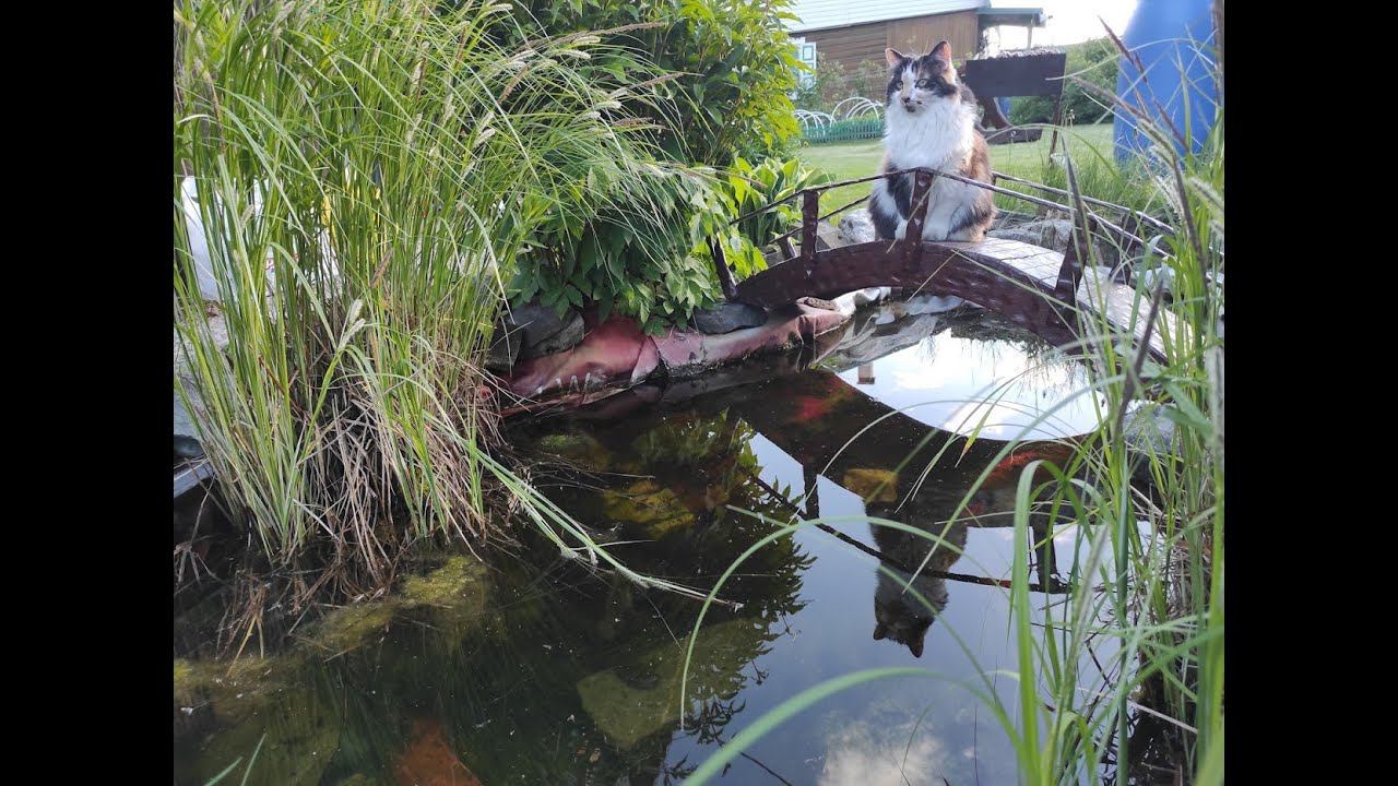 Пруд для дачи смотреть онлайн