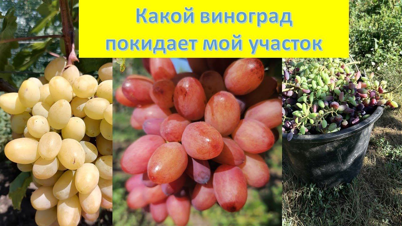С какими сортами винограда придется РАССТАТЬСЯ.. Какой виноград займет их место....!!! смотреть онлайн