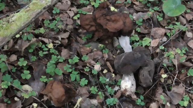 Строчок осенний (Gyromitra infula) 7.11.2020 - Красный день календаря. смотреть онлайн
