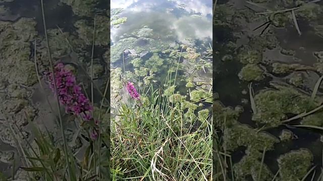 Сонник. Сны про болото.mp4 смотреть онлайн