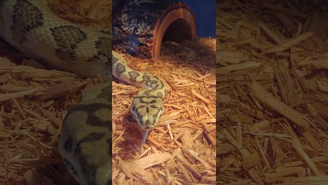 Carpet Python - Mick Jagger смотреть онлайн
