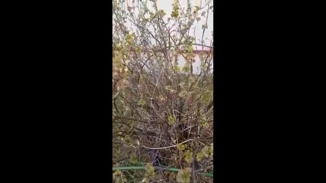 Растительный мир весной. Средняя группа "Бусинки" смотреть онлайн