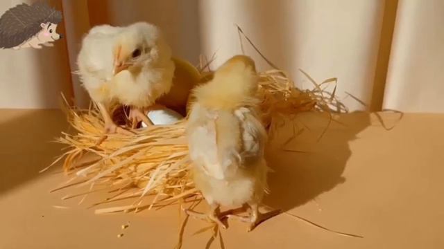 ИНТЕРЕСНЫЕ ЗВУКИ ЖИВОТНЫХ - ЗНАКОМЫЕ ЖИВОТНЫЕ - СОБАКА, КОШКА, ОБЕЗЬЯНА, ЛОШАДЬ, БУЙВОЛ, ОВЦА смотреть онлайн
