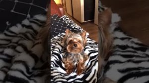 Говорящая собака!!!мини-микро-йорк Принц Шама!!!)