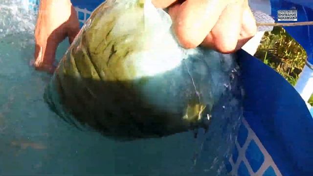 БАТЯ ФИЛЬТРУЕТ БАЗАР / Фильтр для бассейна из подручных средств (#1) lifefack смотреть онлайн