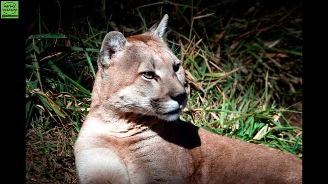 Puma, American Lion (Puma Concolor)