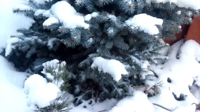 Голубая ель и сосна ) смотреть онлайн