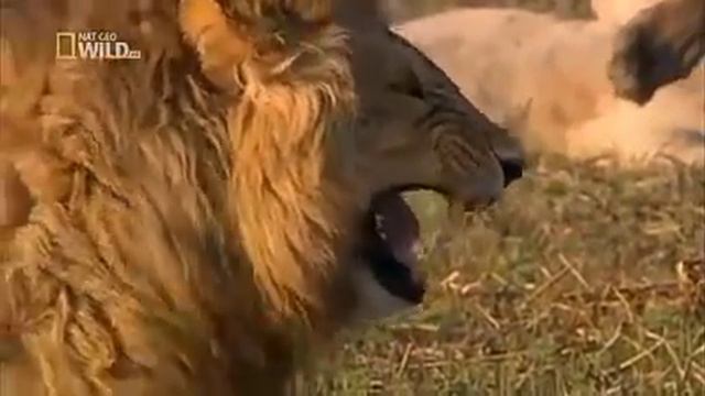 Роман.   Мальчихин