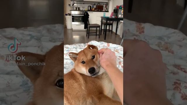 Хаски: Мое Ушко 😜 #хаски#моеушко#рек#рекомендации смотреть онлайн