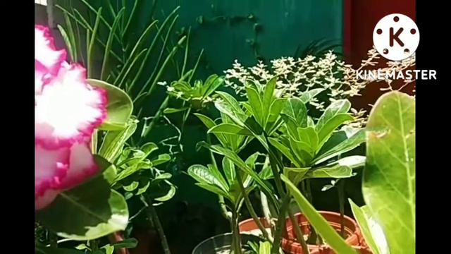 Flexing My Lovely Adenium ll My Lovely Garden смотреть онлайн