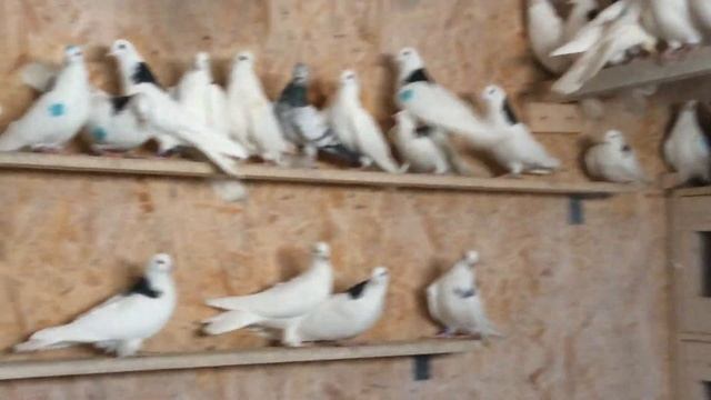 Пермские высоколётные гривуны смотреть онлайн