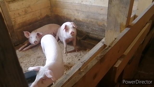 Несменяемая подстилка. Заселяем бактерии. смотреть онлайн