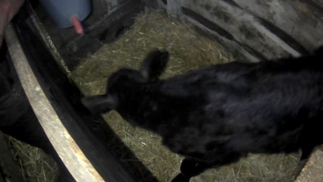 Выпойка новорожденного теленка!! Как это делаю я , делюсь опытом! смотреть онлайн