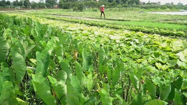 Harvesting peanuts and watermelon - Go to the market to sell | Wild Forest Life смотреть онлайн