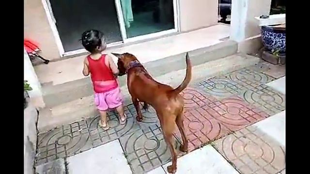 Thai Ridgeback Dog - Super Red Suay part 2 смотреть онлайн
