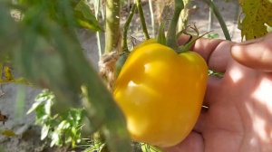 Оранжевые минусинские стаканы. Обзор сорта томатов в Сибири