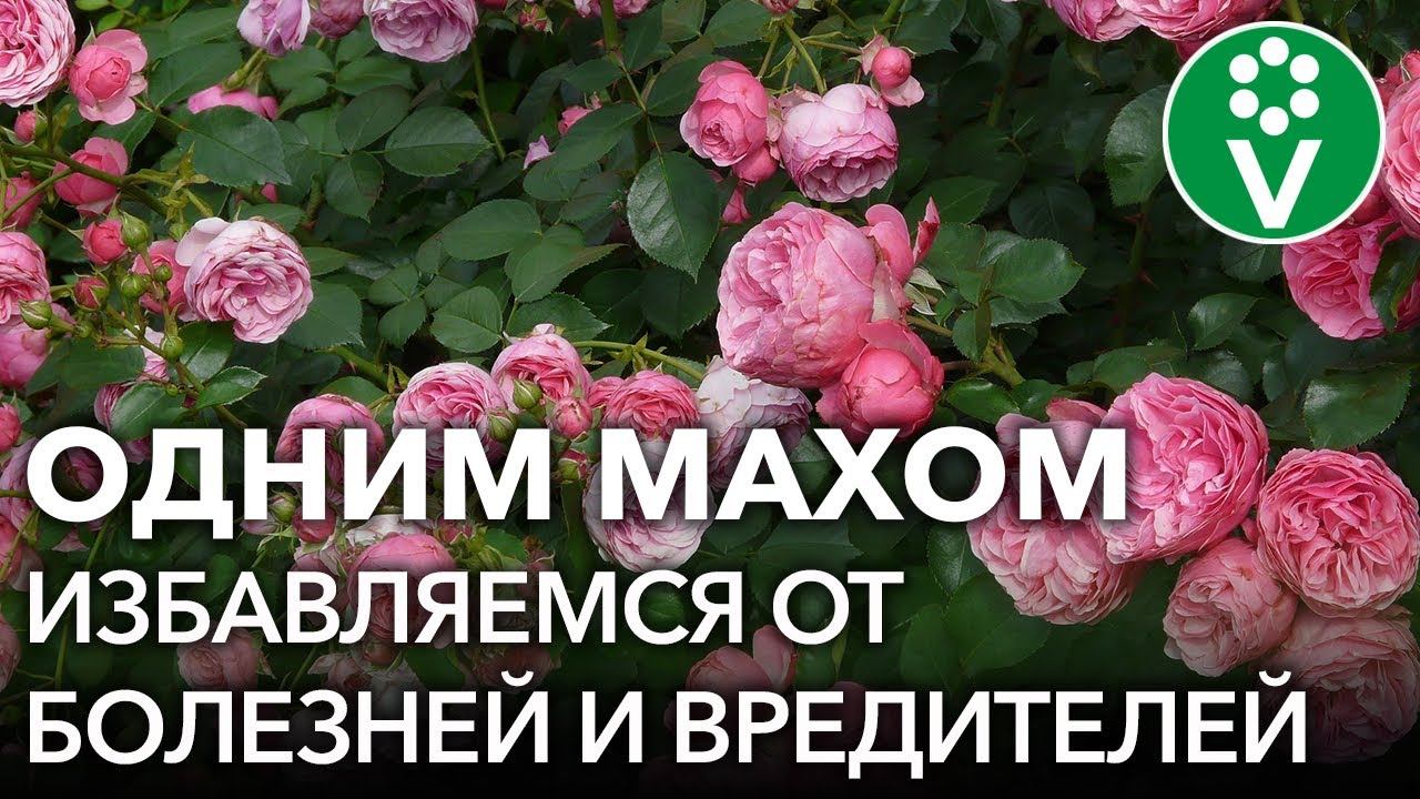 ОТ ВСЕХ БЕД РОЗ ПОМОЖЕТ ОДНО ЗАБЫТОЕ СРЕДСТВО! Обработка роз от болезней и вредителей смотреть онлайн
