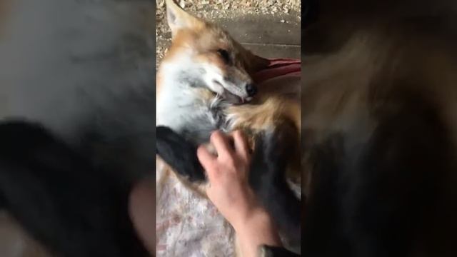 Эрогенная зона Лисы. Как успокоить лису. Лисья точка G. смотреть онлайн