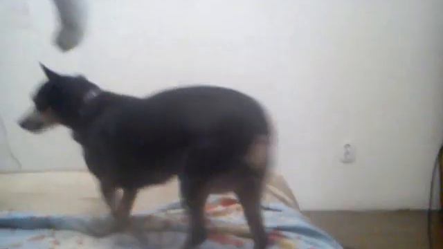 Той терьера достаёт попугай смотреть онлайн