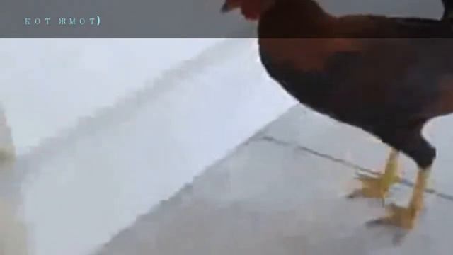 Frog humor смотреть онлайн