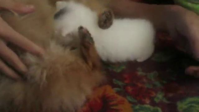 Шпиц кормит котёнка смотреть онлайн